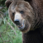 DRR Alaskan Grizzly Photo Safari